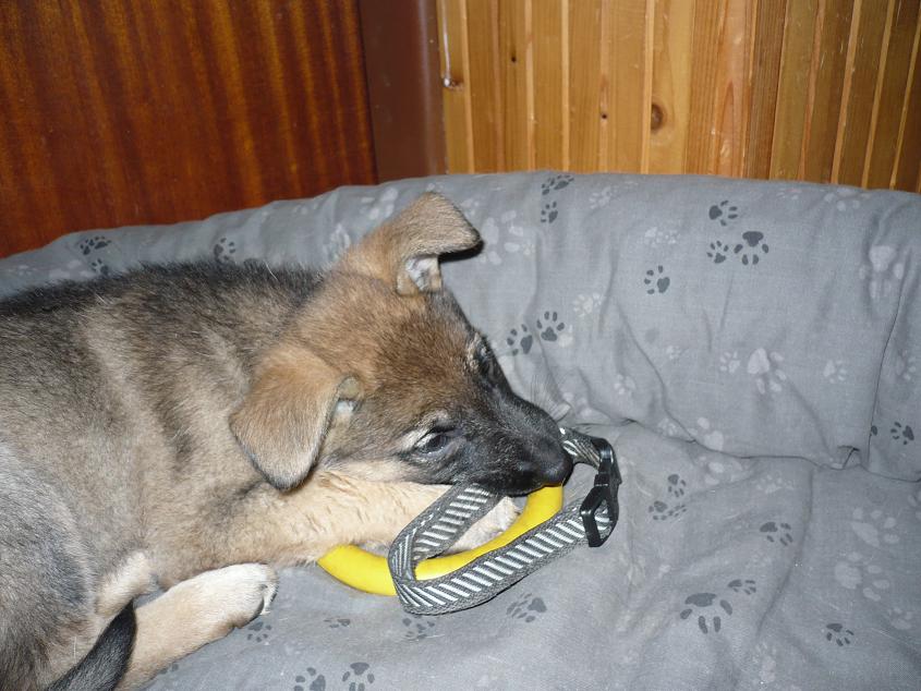 Konečně Roky pochopil, že je to už můj pelíšek
